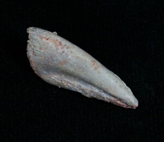 Small Raptor Claw - Tegana Formation #4760